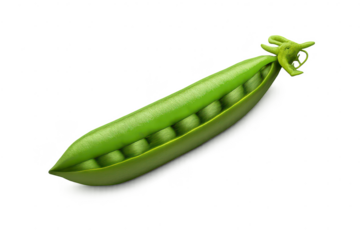 Open Pea Pod with Transparent Background Showing Green Seed Arrangement
