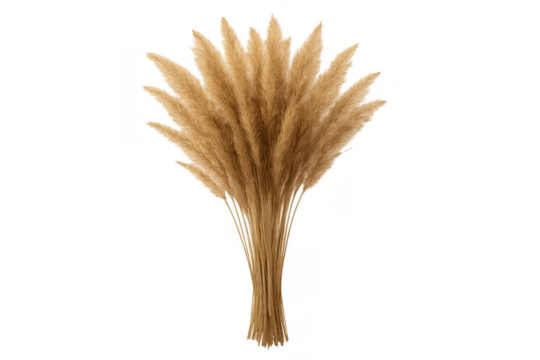 Dried pampas grass bouquet for home decoration - Powered by Adobe