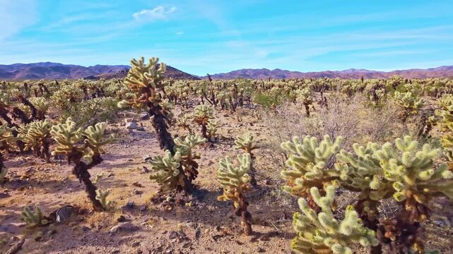Dense fields of teddy bear cholla create a surreal desert landscape at Cholla Cactus Garden in Pinto Basin California