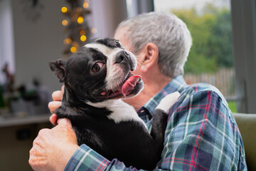 Boston Terrier dog who is black and shite and smiling looking at the camera. She is in the arms of a senior man who is sitting on a chair indoors. The man is wearing a green and red tartan shirt.