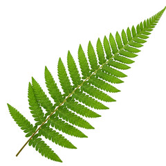 Vibrant green fern leaf on black background