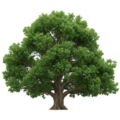 A large tree with a lush green canopy against a black background