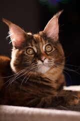 Obraz premium Portrait of an orange tabby cat. Maine Coon cat. A cat with a beautiful color