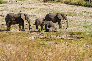 cow elephants (Loxodonta africana) acting matriarch with family group juveniles interacting in dusty plains in Tarangire National Park.
