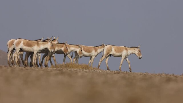 Herd of wild ass from little rann of kutch during mid day