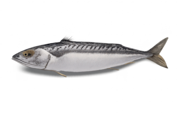 Realistic mackerel on transparent background, culinary fish imagery.
