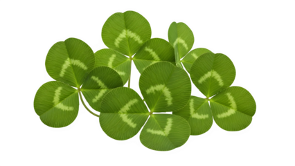 A cluster of vibrant green fourleaf clovers, symbols of good luck and fortune, isolated on transparent background