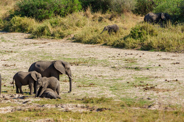 cow elephants (Loxodonta africana) acting matriarch with family group juveniles interacting in dusty plains in Tarangire National Park.