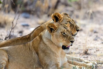 Obraz premium Two majestic African lionesses relaxing side by side in their natural savanna