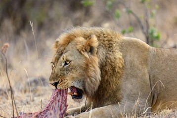 Naklejka premium Young male lion with golden mane devouring raw meat on a carcass in dry savanna.
