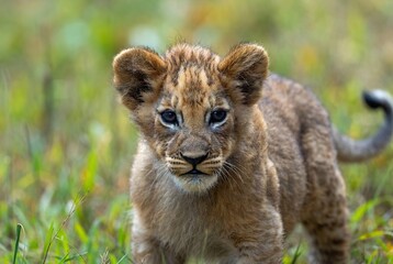 An adorable, curious lion cub with spotted fur stands in lush green grass