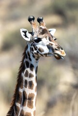 Obraz premium Curious giraffe head and neck with small tongue sticking out in the wild