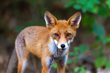 Obraz premium Curious red fox with piercing blue eyes stands in a lush green forest