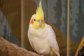 Yellow Cockatiel Parrot Portrait on Perch
Keywords