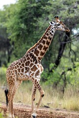 Fototapeta premium A majestic patterned giraffe walking through a vibrant African landscape