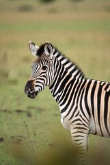 Fototapeta premium Young zebra with striking black and white stripes standing in a green savanna