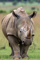 Obraz premium Powerful rhinoceros walking in a natural savanna habitat with green grass