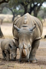 Fototapeta premium Powerful adult rhinoceros and its baby calf looking down on dusty ground in the…
