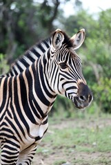 Naklejka premium Wild zebra showing its distinctive stripes in a vibrant natural habitat