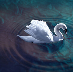 swan on the water