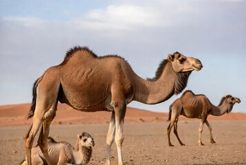 Dromedary camel, its baby, and another adult in an expansive arid desert