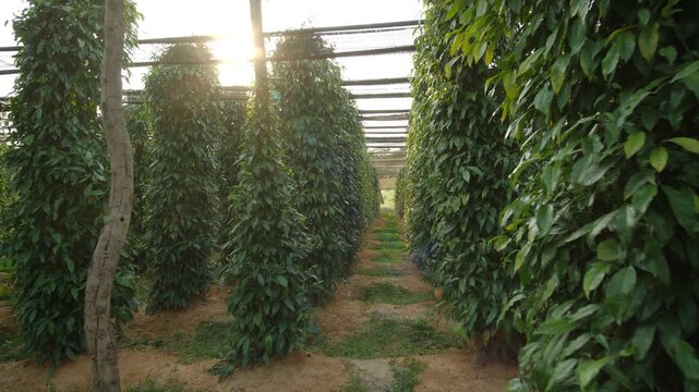 Lush green pepper plants on a plantation. The famous kampot pepper cultivation is a key agricultural product, Cambodia.