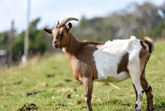 Brown and white domestic goat with horns standing peacefully in a lush green