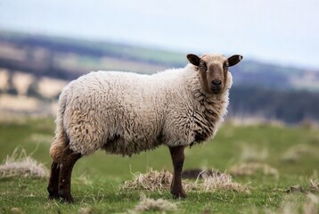 Obraz premium A rustic brown-faced sheep stands attentively in a green pasture on a mild day.
