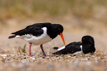 Ostrygojad (Haematopus ostralegus) © Grzegorz
