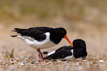 Ostrygojad (Haematopus ostralegus) © Grzegorz