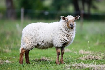 Fototapeta premium A fluffy white sheep with brown legs and face standing in a green pasture