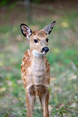 Fototapeta premium Curious spotted fawn standing outdoors in a soft focus natural forest setting