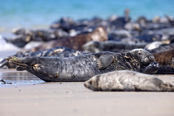 Szarytka morska, foka szara (Halichoerus grypus) © Grzegorz