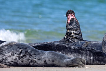 Szarytka morska, foka szara (Halichoerus grypus) © Grzegorz