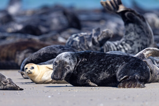 Szarytka morska, foka szara (Halichoerus grypus)