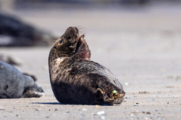 Szarytka morska, foka szara (Halichoerus grypus) © Grzegorz