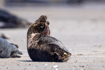 Szarytka morska, foka szara (Halichoerus grypus) © Grzegorz