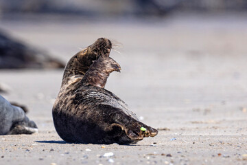 Szarytka morska, foka szara (Halichoerus grypus) © Grzegorz