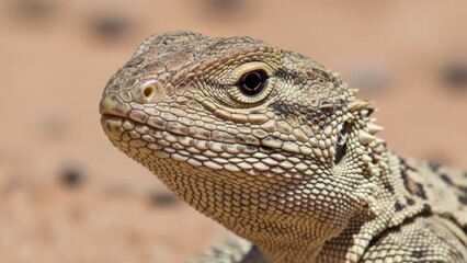 Fototapeta premium Close-up profile of a desert lizard with textured scales and watchful eye