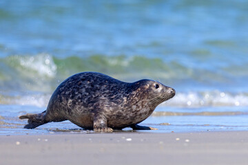 Foka pospolita (Phoca vitulina) © Grzegorz