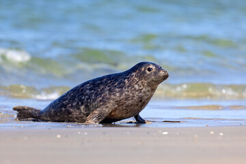 Foka pospolita (Phoca vitulina) © Grzegorz