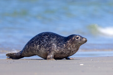 Foka pospolita (Phoca vitulina) © Grzegorz