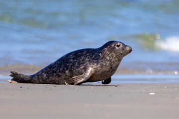 Foka pospolita (Phoca vitulina) © Grzegorz