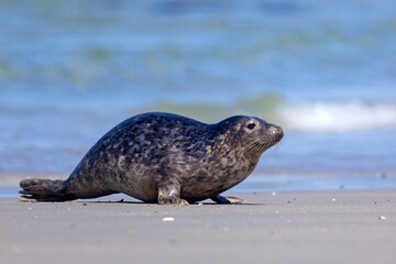 Foka pospolita (Phoca vitulina) © Grzegorz