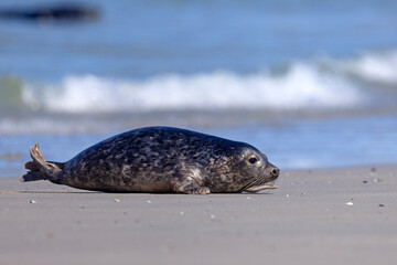 Foka pospolita (Phoca vitulina) © Grzegorz