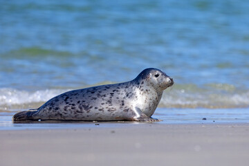 Foka pospolita (Phoca vitulina) © Grzegorz