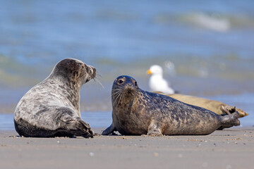 Szarytka morska, foka szara (Halichoerus grypus) © Grzegorz