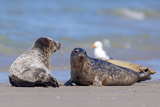 Szarytka morska, foka szara (Halichoerus grypus)