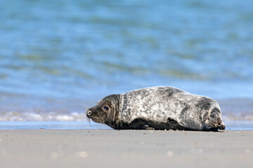 Szarytka morska, foka szara (Halichoerus grypus) © Grzegorz