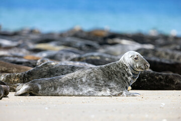 Szarytka morska, foka szara (Halichoerus grypus) © Grzegorz